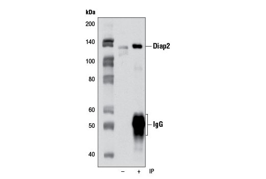 Immunoprecipitation of diap2 from HCT-15 cells using Diap2 Antibody. Western blot was performed using the same antibody.