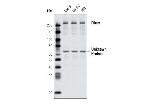 Western blot analysis of extracts from various cell types using Dicer Antibody.