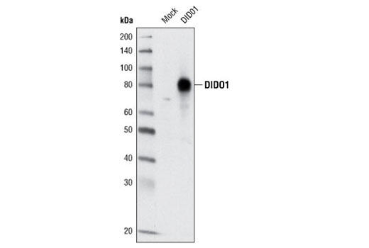 Western blot analysis of extracts from COS cells, mock transfected or transfected with a construct overexpressing human DIDO1, using DIDO1 Antibody.