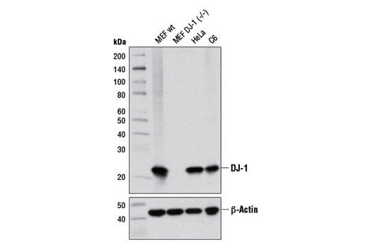 Western blot analysis of extracts from MEF wild-type, MEF DJ-1 (-/-), HeLa, and C6 cells using DJ-1 (D29E5) XP ® Rabbit mAb (upper) and β-Actin (D6A8) Rabbit mAb #8457 (lower). (MEF wild-type and MEF DJ-1 (-/-) cells were kindly provided by Dr. Philipp Kahle, University of Tübingen, Germany).