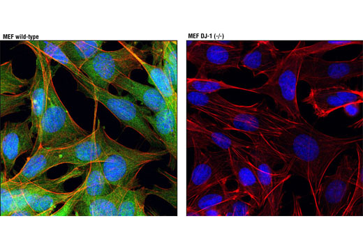 Confocal immunofluorescent analysis of MEF wild-type (left) or MEF DJ-1 (-/-) (right) cells using DJ-1 (D29E5) XP ® Rabbit mAb (green). Actin filaments were labeled with DY-554 phalloidin (red). Blue pseudocolor = DRAQ5 ® #4084 (fluorescent DNA dye). (MEF wild-type and MEF DJ-1 (-/-) cells were kindly provided by Dr. Philipp Kahle, University of Tübingen, Germany).