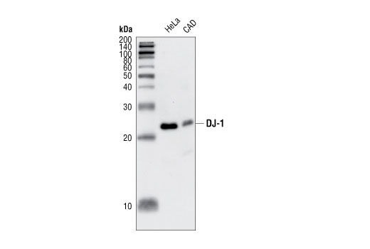 Western blot analysis of extracts from HeLa and CAD cells, using DJ-1 Antibody.