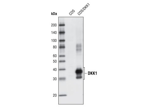 Western blot analysis of COS cell extracts, untransfected or transiently transfected with a construct expressing DKK1, using DKK1 Antibody.