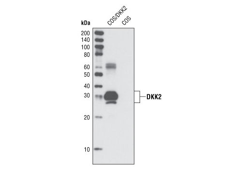 Western blot analysis of COS cell extracts, untransfected or transiently transfected with a construct expressing DKK2, using DKK2 (N70) Antibody.