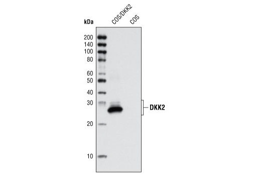 Western blot analysis of extracts from COS cells, untransfected or transiently transfected with a construct expressing DKK2, using DKK2 (G44) Antibody.