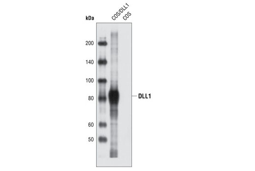 Western blot analysis of extracts from COS cells, untransfected or transiently transfected with a construct expressing rat DLL1 protein, using DLL1 Antibody.