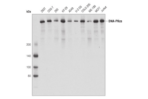 Western blot analysis of extracts from various cell lines using DNA-PKcs (3H6) Mouse mAb.