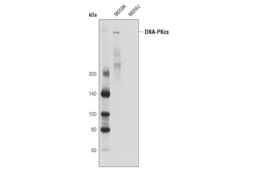 Western blot analysis of extracts from M059K (DNA-PKcs wild-type) and M059J (DNA-PKcs deficient) cells using DNA-PKcs (3H6) Mouse mAb.