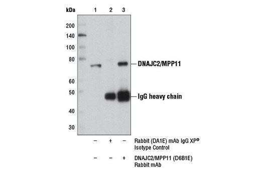 Immunoprecipitation of DNAJC2/MPP11 from MCF7 cell extracts using Rabbit (DA1E) mAb IgG XP ® Isotype Control #3900 (lane 2) or DNAJC2/MPP11 (D6B1E) Rabbit mAb (lane 3). Lane 1 is 10% input. Western blot was performed using DNAJC2/MPP11 (D6B1E) Rabbit mAb.