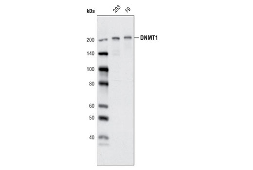 Western blot analysis of extracts from 293 and F9 cells using DNMT1 (D63A6) XP ® Rabbit mAb.