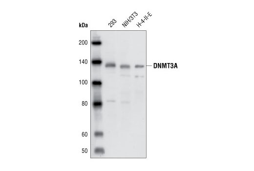 Western blot analysis of cell extracts from 293, NIH/3T3 and H-4-II-E cells using DNMT3A Antibody.
