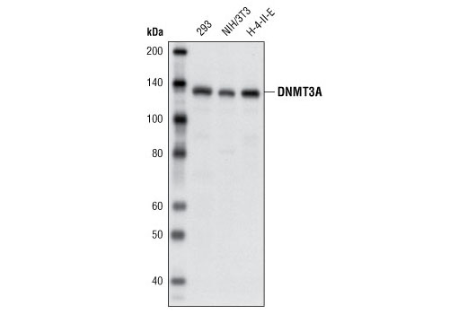 Western blot analysis of extracts from 293, NIH/3T3 and H-4-II-E cells using DNMT3A (D23G1) Rabbit mAb.