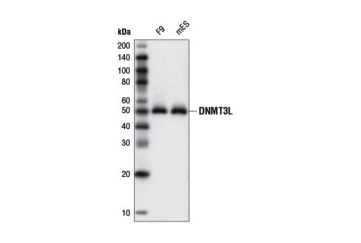 Western blot analysis of extracts from F9 and mES cells using DNMT3L (E1Y7Q) Rabbit mAb (Mouse Specific).