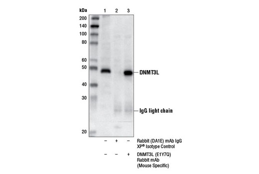 Immunoprecipitation of DNMT3L from F9 cell extracts using Rabbit (DA1E) mAb IgG XP ® Isotype Control #3900 (lane 2) or DNMT3L (E1Y7Q) Rabbit mAb (Mouse Specific) (lane 3). Lane 1 is 10% input. Western blot analysis was performed using DNMT3L (E1Y7Q) Rabbit mAb (Mouse Specific).