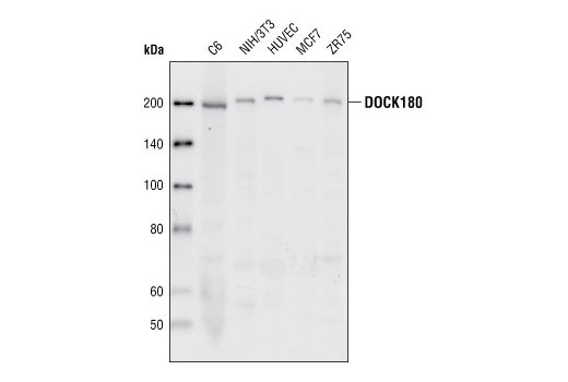 Western blot analysis of extracts from various cell types, using DOCK180 (C4C12) Rabbit mAb.