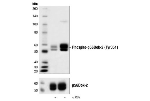 Western blot analysis of extracts from Jurkat cells transfected with p56Dok-2 proteins, untreated or stimulated with anti-CD2 antibody, using Phospho-p56Dok-2 (Tyr351) Antibody (upper) or p56Dok-2 Antibody #3914 (lower).