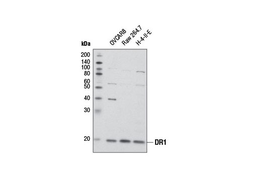 Western blot analysis of extracts from various cell lines using DR1 Antibody.