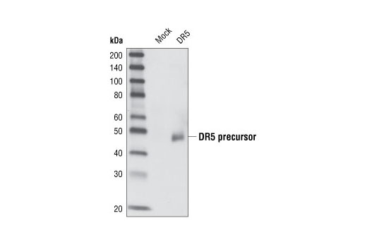 Western blot analysis of extracts from HeLa cells either mock transfected or transfected with a DR5 cDNA, using DR5 Antibody.