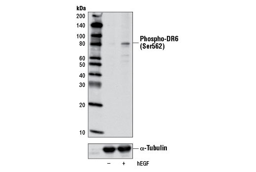 Western blot analysis of extracts from serum-starved A-431 cells, untreated (-) or treated with Human Epidermal Growth Factor (hEGF) #8916 (100 ng/ml, 30 min) (+) using Phospho-DR6 (Ser562) Antibody (top) or α-Tubulin (11H10) Rabbit mAb #2125 (bottom).