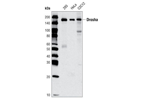 Western blot analysis of extracts from various cell types using Drosha (D28B1) Rabbit mAb.