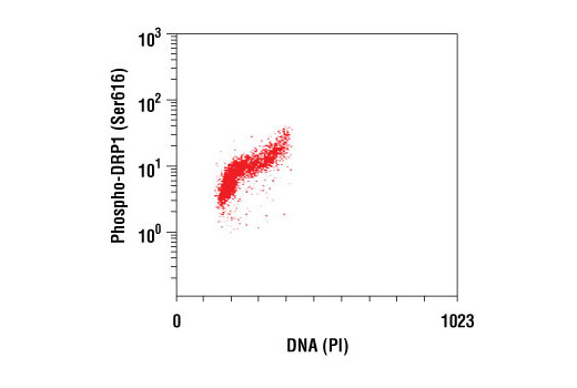 Flow cytometric analysis of Jurkat cells using Phospho-DRP1 (Ser616) Antibody versus propidium iodide (DNA content).