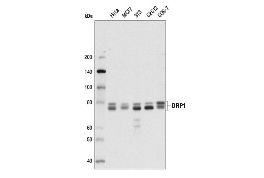 Western blot analysis of extracts from various cell lines using DRP1 (4E11B11) Mouse mAb.