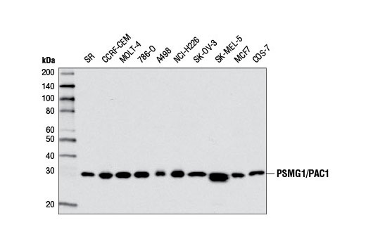Western blot analysis of extracts from various cell lines using PSMG1/PAC1 Antibody.