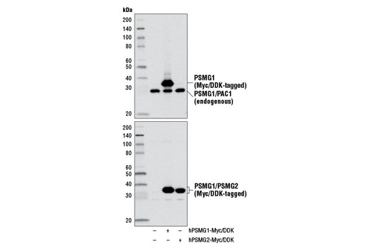 Western blot analysis of extracts from 293T cells, mock transfected (-) or transfected with constructs expressing Myc/DDK-tagged full-length human PSMG1 protein (hPSMG1-Myc/DDK; +) or Myc/DDK-tagged full-length human PSMG2 protein (hPSMG2-Myc/DDK; +), using PSMG1/PAC1 Antibody (upper) and DYKDDDDK Tag Antibody #2368 (lower).