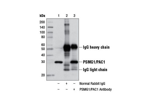 Immunoprecipitation of PSMG1 from 293T cell extracts using Normal Rabbit IgG #2729 (lane 2) or PSMG1/PAC1 Antibody (lane 3). Lane 1 is 10% input. Western blot analysis was performed using PSMG1/PAC1 Antibody.