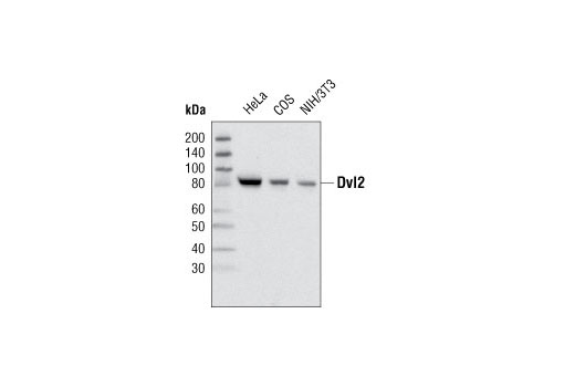 Western blot analysis of total cell lysates from various cell lines using Dvl2 (30D2) Rabbit mAb.