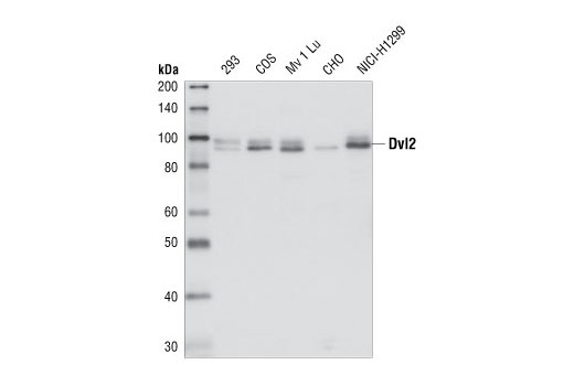 Western blot analysis of total cell extracts from 293, COS, Mv 1 Lu, CHO and NICI-H1299 cells, using Dvl2 antibody.