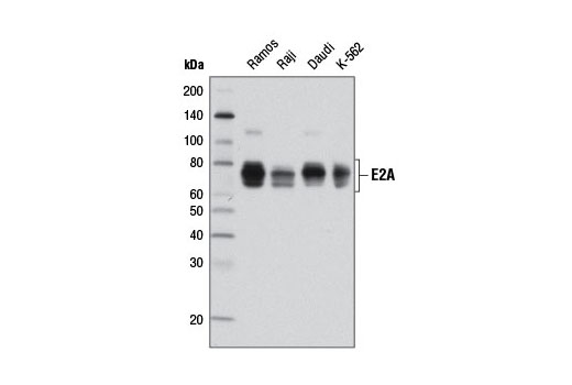 Western blot analysis of extracts from various cell lines using E2A (D2B1) Rabbit mAb.