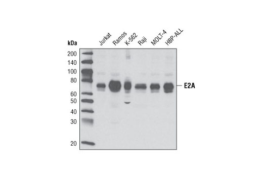 Western blot analysis of extracts from various cell lines using E2A Antibody.