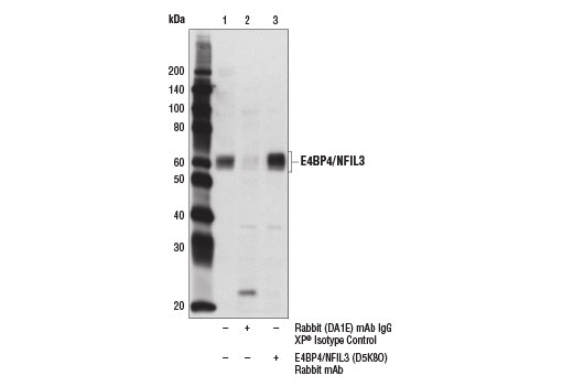 Immunoprecipitation of E4BP4/NFIL3 from Jurkat cell extracts using Rabbit (DA1E) mAb IgG XP ® Isotype Control #3900 (lane 2) or E4BP4/NFIL3 (D5K8O) Rabbit mAb (lane 3). Lane 1 is 10% input. Western blot analysis was performed using E4BP4/NFIL3 (D5K8O) Rabbit mAb.