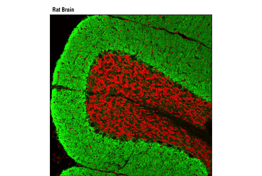 Confocal immunofluorescent analysis of rat brain using EAAT1 (D44E2) XP ® Rabbit mAb (green). Red = Propidium Iodide (fluorescent DNA dye).
