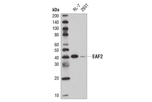 Western blot analysis of extracts from RL-7 and 293T cell lines using EAF2 (E1R8C) Rabbit mAb.