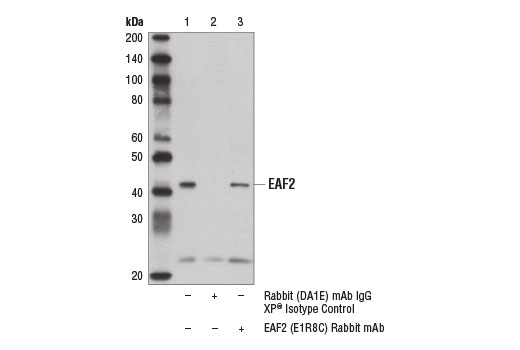 Immunoprecipitation of EAF2 from RL-7 cell extracts using Rabbit (DA1E) mAb IgG XP ® Isotype Control #3900 (lane 2) or EAF2 (E1R8C) Rabbit mAb (lane 3). Lane 1 is 10% input. Western blot analysis was performed using EAF2 (E1R8C) Rabbit mAb.