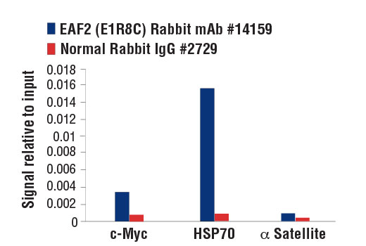 Chromatin immunoprecipitations were performed with cross-linked chromatin from 4 x 10 6 HeLa cells heat shocked for 1 hr and either 10 µl of EAF2 (E1R8C) Rabbit mAb or 2 µl of Normal Rabbit IgG #2729 using SimpleChIP ® Enzymatic Chromatin IP Kit (Magnetic Beads) #9003. The enriched DNA was quantified by real-time PCR using human c-Myc intron 1 primers, SimpleChIP ® Human HSP70 Intron 1 Primers #14023, and SimpleChIP ® Human α Satellite Repeat Primers #4486. The amount of immunoprecipitated DNA in each sample is represented as signal relative to the total amount of input chromatin, which is equivalent to one.