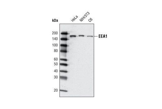 Western blot analysis of extracts from various cell lines using EEA1 (C45B10) Rabbit mAb.