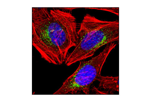Confocal immunofluorescent analysis of HeLa cells using EEA1 (C45B10) Rabbit mAb (green). Actin filaments have been labeled with DY-554 phalloidin (red). Blue pseudocolor = DRAQ5™ (fluorescent DNA dye).