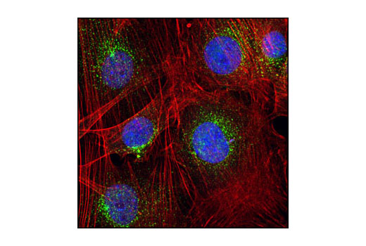 Confocal immunofluorescent analysis of NIH/3T3 cells using EEA1 Antibody (green). Actin filaments have been labeled with Alexa Fluor ® 555 phalloidin (red). Blue pseudocolor = DRAQ5™ (fluorescent DNA dye).