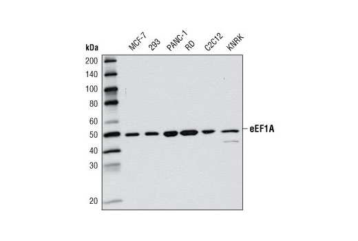 Western blot analysis of extracts from various cell types using eEF1A (D10A5) Rabbit mAb.