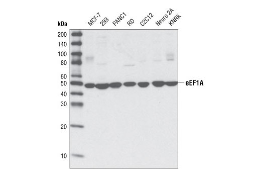 Western blot analysis of extracts from various cell types using eEF1A Antibody.