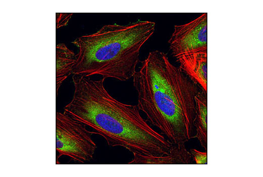Confocal immunofluorescent analysis of HeLa cells using eEF1A Antibody (green). Actin filaments have been labeled with Alexa Fluor ® 555 phalloidin (red). Blue pseudocolor = DRAQ5 ® #4084 (fluorescent DNA dye).