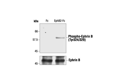 Western blot analysis of extracts from NIH/3T3 cells stably expressing ephrin B1, stimulated with its cognate receptor EphB2-Fc or with unfused Fc, using Phospho-Ephrin B (Tyr324/329) Antibody (upper) or ephrin B antibody (lower).