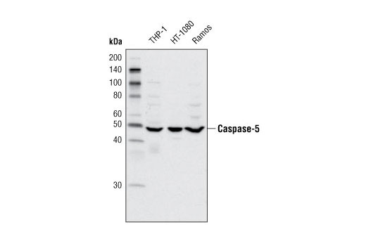Western blot analysis of extracts from THP-1, HT-1080 and Ramos cells using Caspase-5 Antibody.