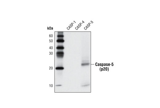  Western blot analysis of extracts from recombinant, active caspase-1, -4, and -5 using Caspase-5 Antibody.