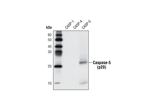 Western blot analysis of extracts from recombinant, active caspase-1, -4, and -5 using Caspase-5 Antibody.