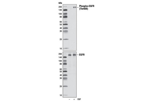 Western blot analysis of extracts from A-431 cells serum starved overnight, and left untreated (-) or treated (+) with EGF (100 ng/ml, 15 min), using Phospho-EGF Receptor (Thr669) (D2F1) Rabbit mAb (upper) and EGF Receptor (D38B1) XP ® Rabbit mAb #4267 (lower).