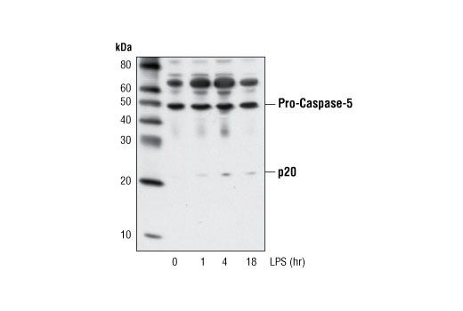 Western blot analysis of extracts from THP-1 cells, differentiated with TPA (12-O-Tetradecanoylphorbol-13-Acetate) #4174 (80 nM, overnight) followed by LPS (1 μg/ml) for the indicated times, using Caspase-5 Antibody.